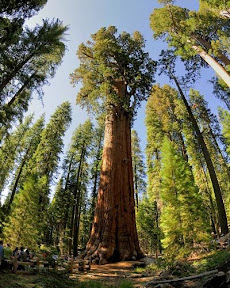 The world's largest trees are at risk
