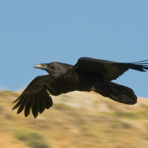 Image pertaining to RAVEN VEL