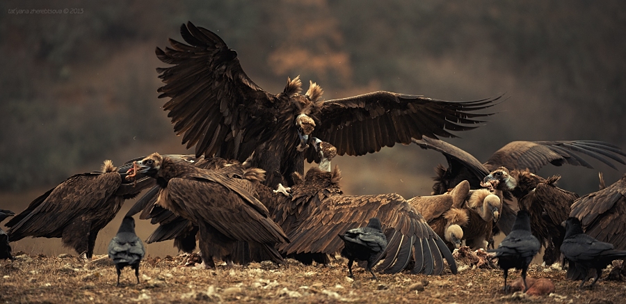 wildlife.crimea.ua