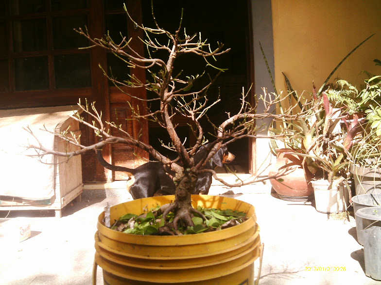 Outro  Ficus Microcarpa... IMAG0064