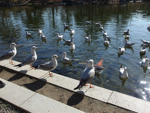Shirotori Garden