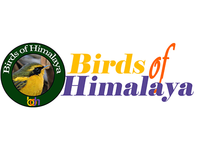 Birds of Himalayas, #201/4, Ravi Nagar, Mahajan Bazar Rd, School Bazar, Samkhetar, Mandi, Himachal Pradesh 175001, India, Nature_and_Wildlife_Photographer, state HP
