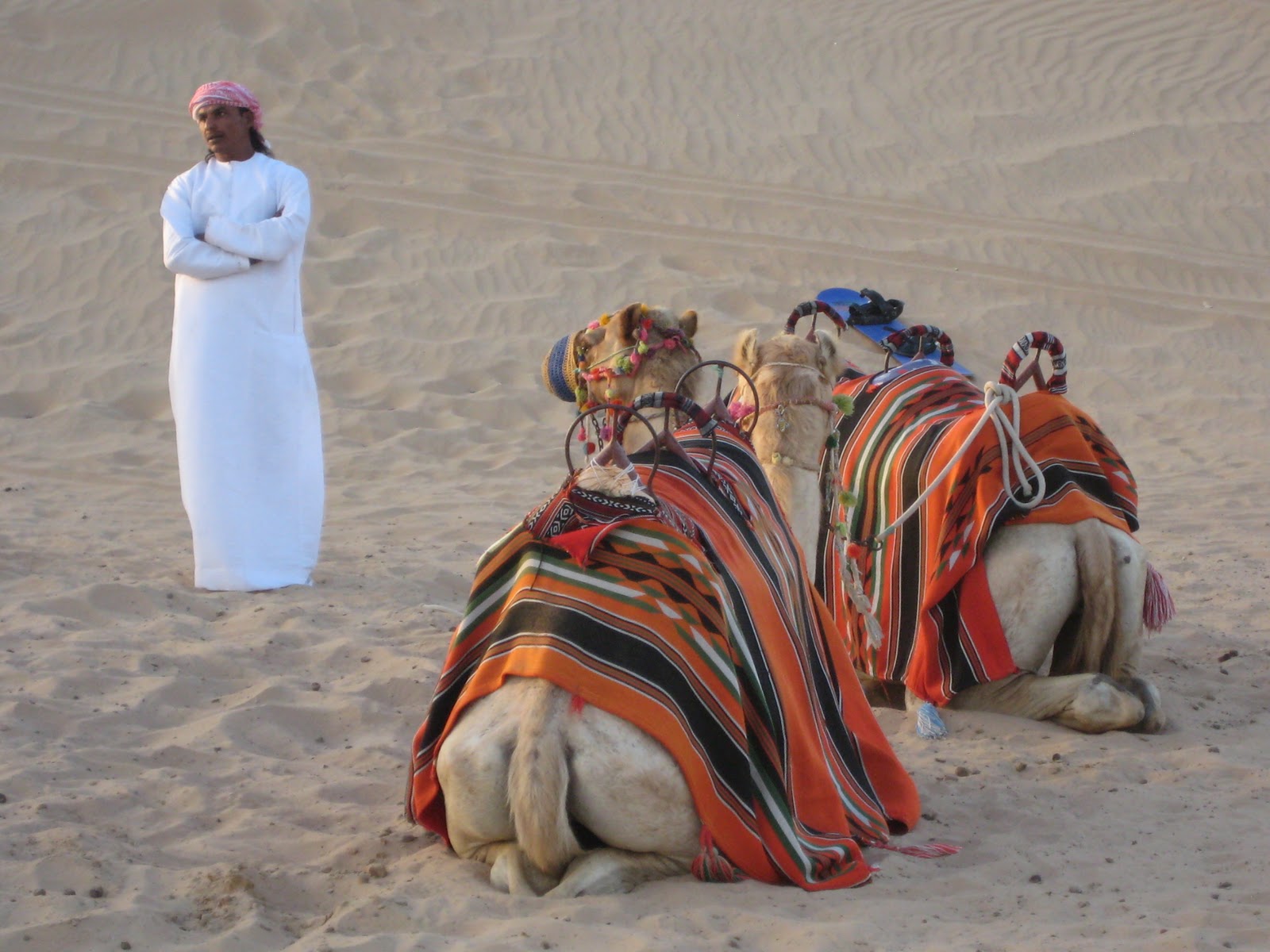 Bildresultat för kamelridning dubai