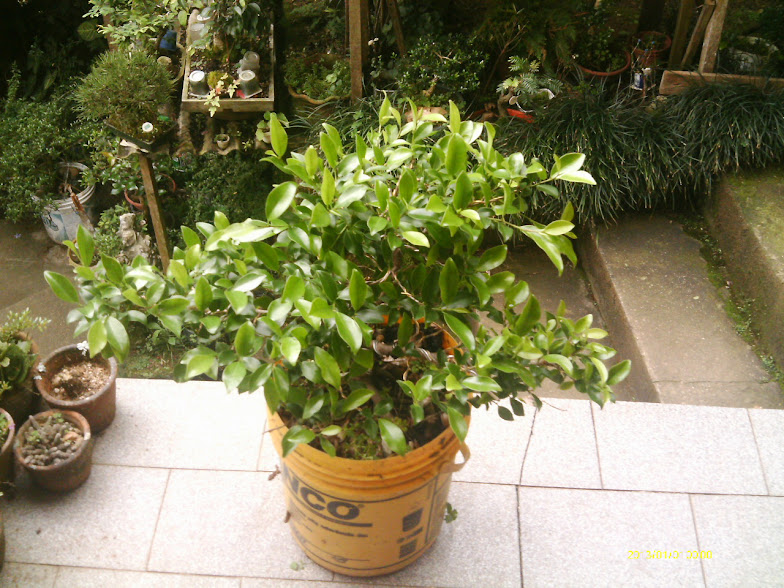 Outro  Ficus Microcarpa... IMAG0055