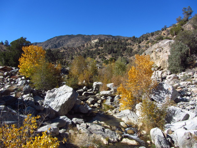 a few more trees along the creek