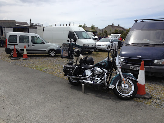 Charlie Brown American cocker spaniel, guarding a Harley Davidson