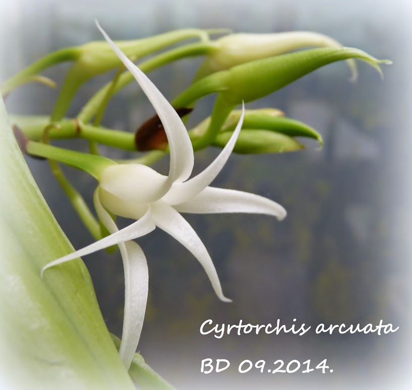 Cyrtorchis arcuata P1430165