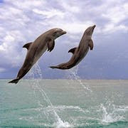 К чему снятся дельфины в море?