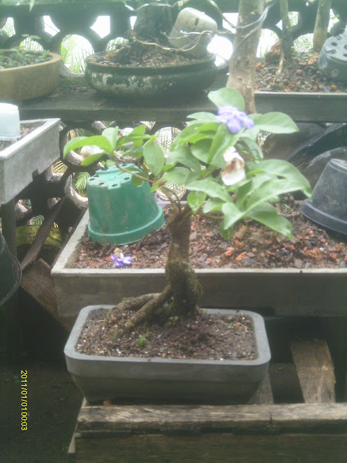 Manacá-Brunfelsia Uniflora... IMAG0146