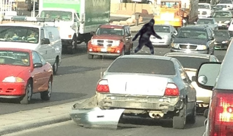 Sightings: Sasquatch on top of car in traffic