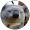 Pancarcho Bermúdez el koala
