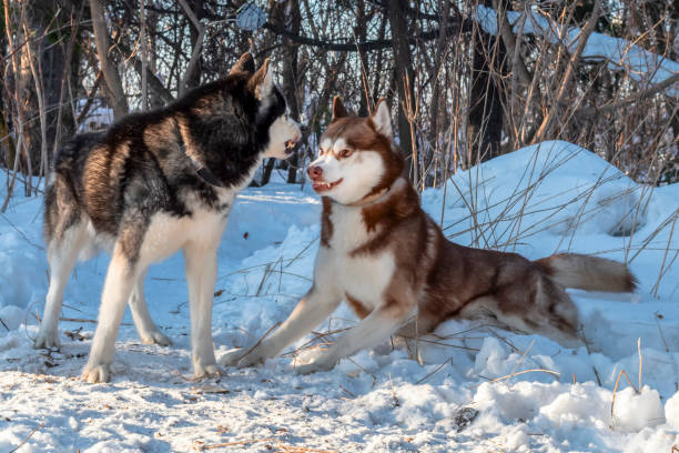 Siberian husky dogs playing in winter forest. Fight, growl, ready to fight with hair on end in fighting stance. Siberian husky dogs playing in winter forest. Fight, growl, ready to fight with hair on end in fighting stance siberian husky growling stock pictures, royalty-free photos & images