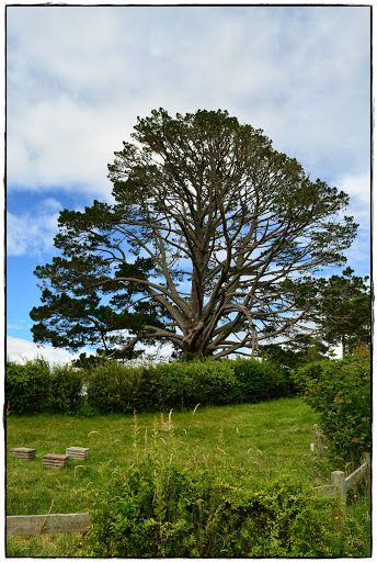 De Rotorua a Coromandel pasando por Hobbiton - Te Ika ā Maui (Nueva Zelanda isla Norte) (5)