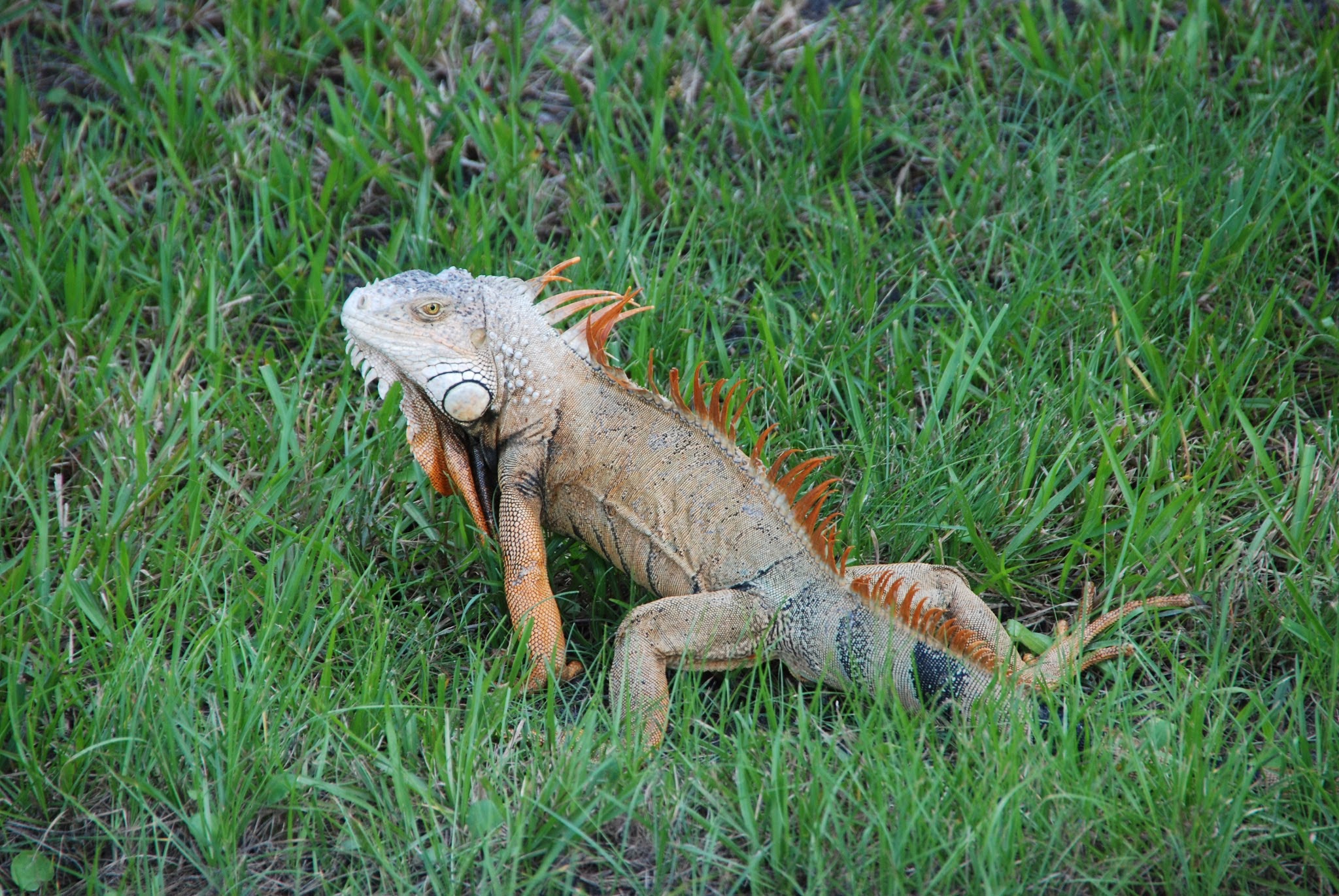 iguana iguana itis