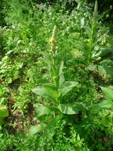 Dziewanna wielkokwiatowa Verbascum densiflorum