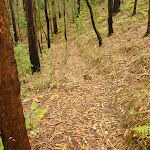 Track near Muirs Lookout (320066)