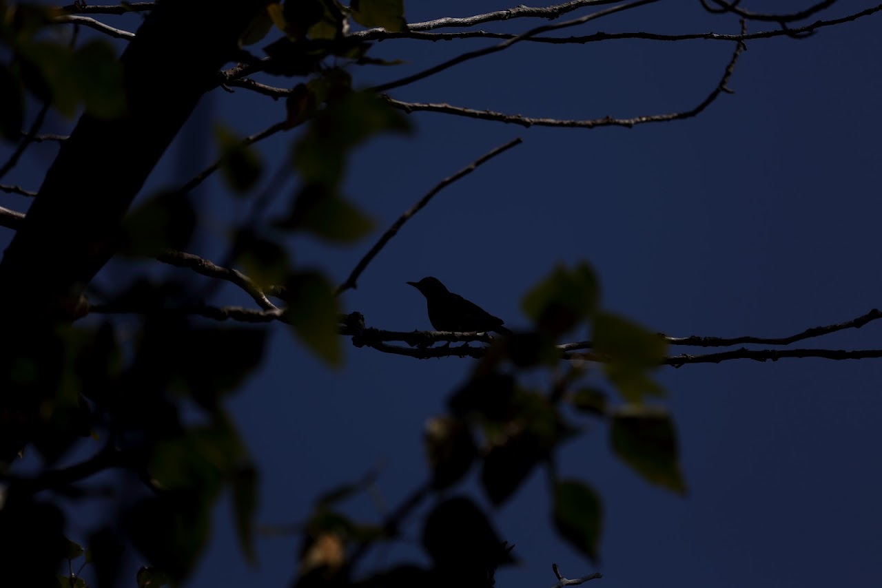 IMAGE: https://lh4.googleusercontent.com/-sFISgbn3X9Q/T_tdz0IJSbI/AAAAAAAADPs/iGkF9SOTQvI/s1280/uncrop-dark-robin.JPG