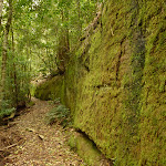 Moss Wall near Boarding House Dam in the Watagans (322718)