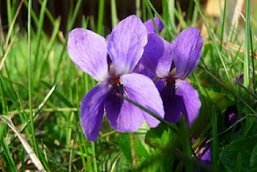 Fiołek pachnący dwa kwiaty Viola odorata two flowers