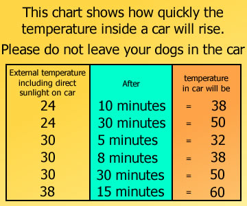 Dorset Dog - Dog show advice and ownership tips