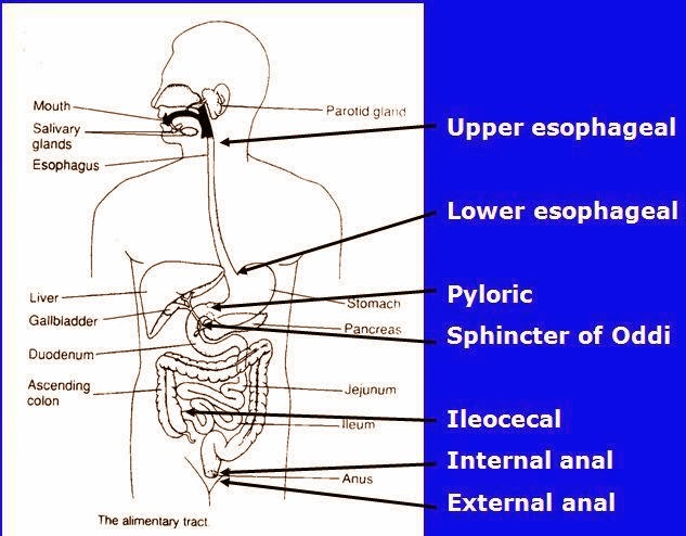 消化道括約肌(Gastrointestinal sphincter) - 小小整理網站 Smallcollation