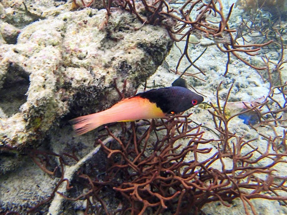 Bodianus mesothorax (Blackbelt Hogfish), Miniloc Island Resort reef, Palawan, Philippines.