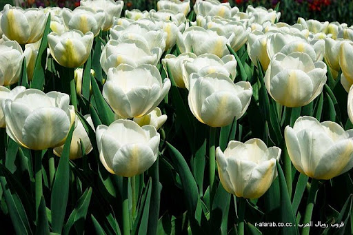 أزهار التيوليب : عالم من الجمال والأناقة
 - Ƹ̴Ӂ̴Ʒ مجموعة رويال العرب Ƹ̴Ӂ̴Ʒ