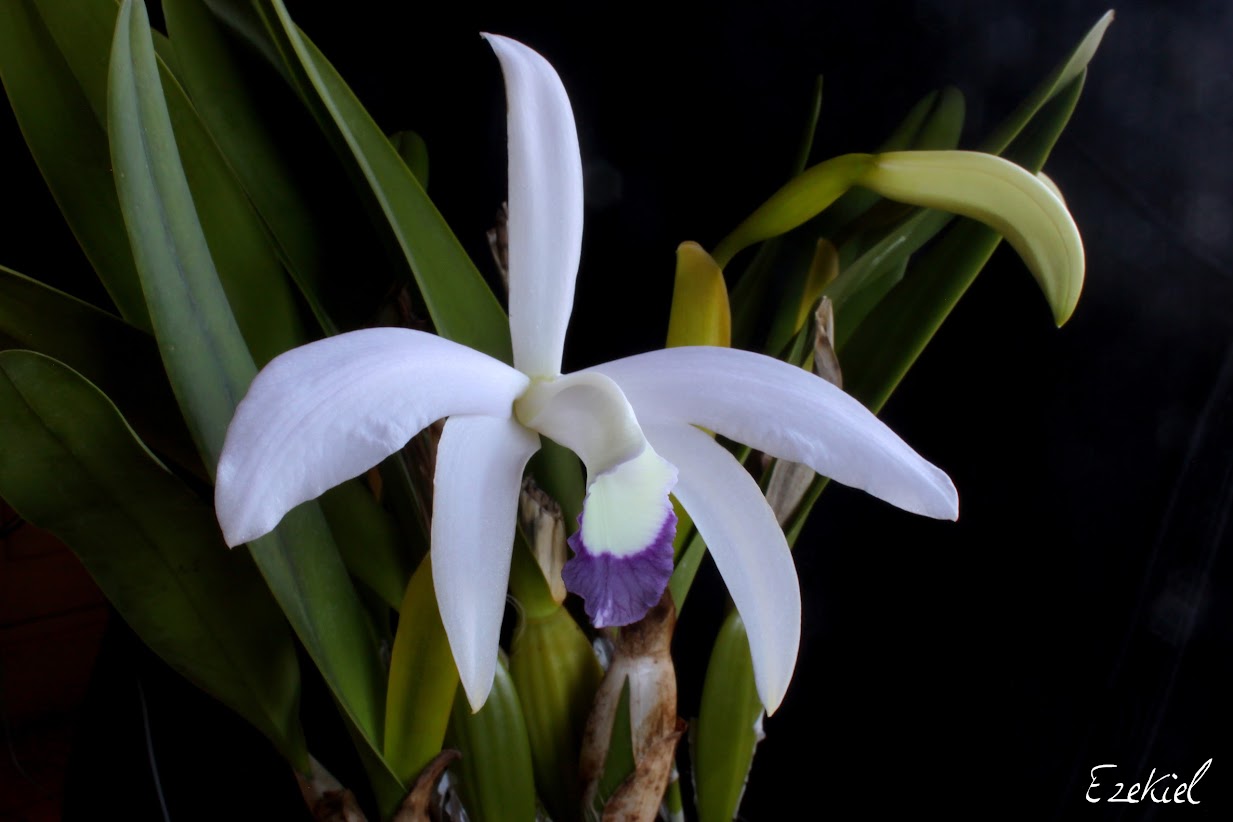 Cattleya (Laelia) perrinii f. coerulea IMG_7245