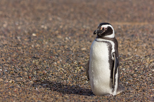 ペンギンの集団を探そう