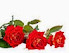depositphotos_22198939-Beautiful-roses.j