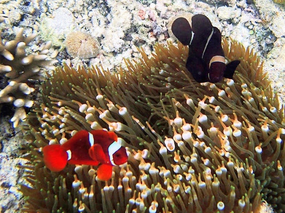 Premnas biaculeatus (Maroon Clownfish) with Entacmaea quadricolor (Bubble Anemone), Miniloc Island Resort reef, Palawan, Philippines.