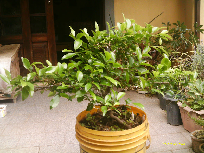 Outro  Ficus Microcarpa... IMAG0058