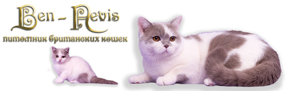 Питомник британских и шотландских  кошек Ben-Nevis