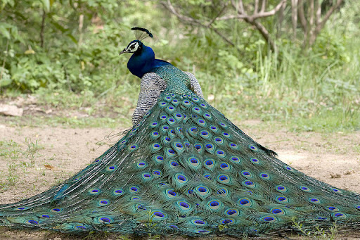 Peacock04