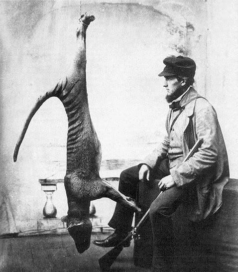 Entre 1820 e 1909, a caça ao Tigre da Tasmânia teve seu auge