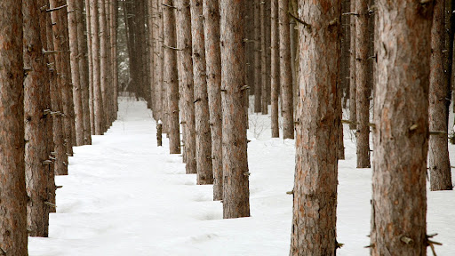 Pine Tree Forest in Winter.jpg