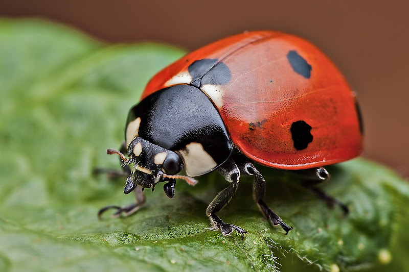 Coccinelle Dronka