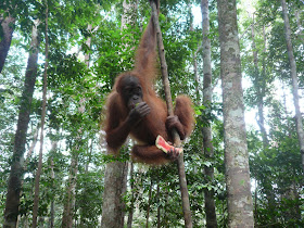 Wildlife Photos of Sumatran Orangutan (Pongo abelii) in Bukit Lawang, Sumatra, Indonesia Wildlife Photos of Sumatran Orangutan (Pongo abelii) in Bukit Lawang, Sumatra, Indonesia