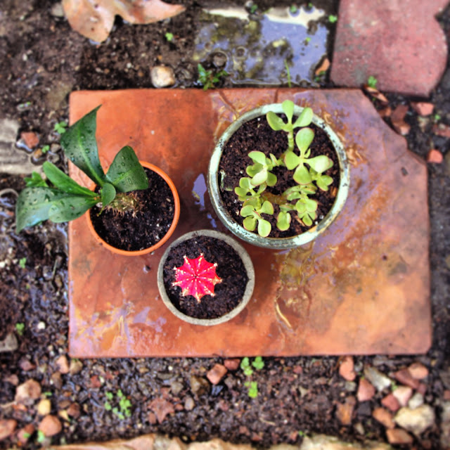 succulents