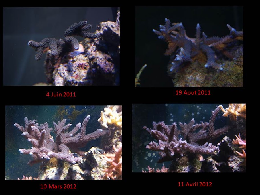 la pousse des coraux Diapositive1