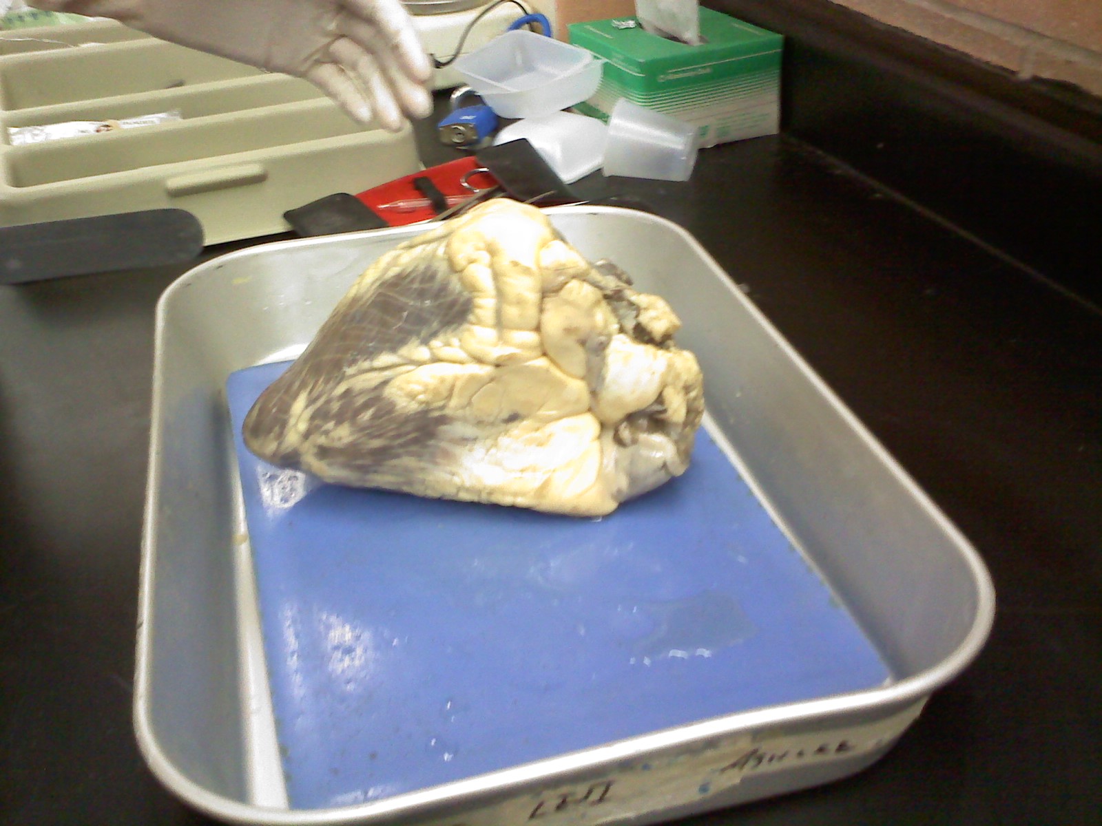 Maria2k11anatomy Cow Heart Dissection maria2k11anatomy-cow-heart-dissection