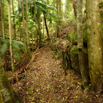 Moist rainforest and track near Muirs Lookout (320183)