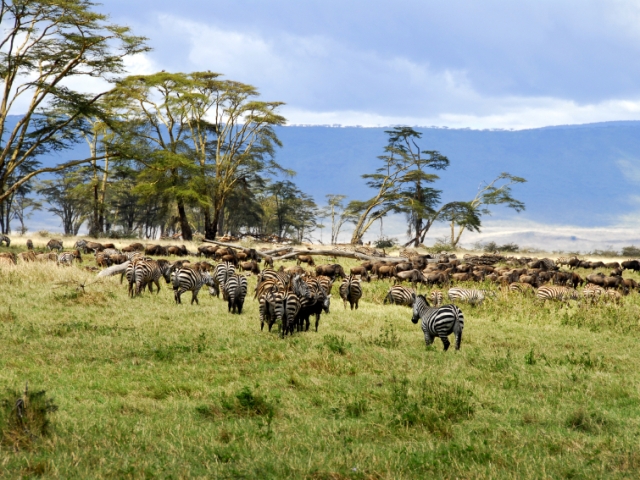 Tanzania Great Migration