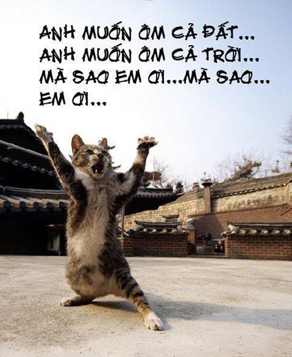 Cười vỡ bụng với ảnh vui chế về Mèo nhà ta Ảnh mèo hát anh muốn ôm cả đất, anh muốn ôm cả trời