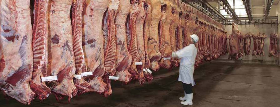 Nhập khẩu thịt bò Úc rất đơn giản, chỉ cần nắm rõ hệ thống tiêu chuẩn AUS-MEAT