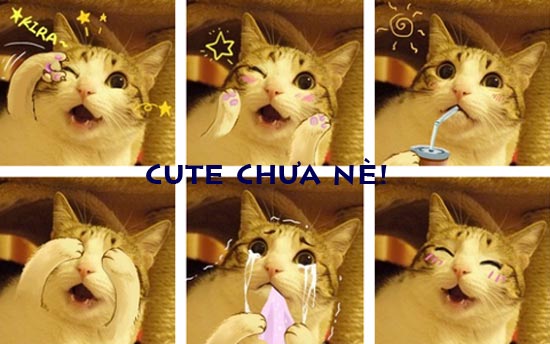 Cười vỡ bụng với ảnh vui chế về Mèo nhà ta Ảnh mèo tạo dáng hài hước