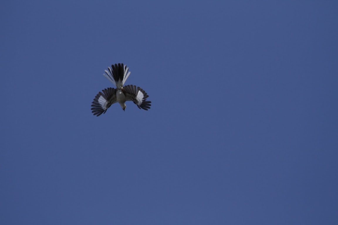 IMAGE: https://lh4.googleusercontent.com/-styeDmliGCE/T_XG3ZS1FXI/AAAAAAAACP4/Tz3aKCZ3wtM/s1152/_MG_3038.JPG