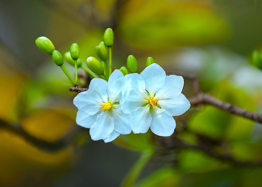 Hình nền, hình ảnh hoa mai tết xuân tuyệt đẹp | VFO.VN