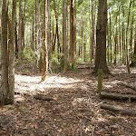 Open woodland in Olney State Forest (364163)