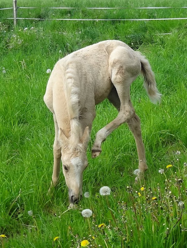 2012 – Chani Gold du Cardinal (Practisse X Gouach de Beaubeck) Arabe-Barbe - Page 2 DSC02049